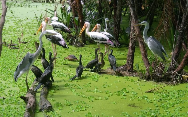 For&ecirc;t de Tra Su