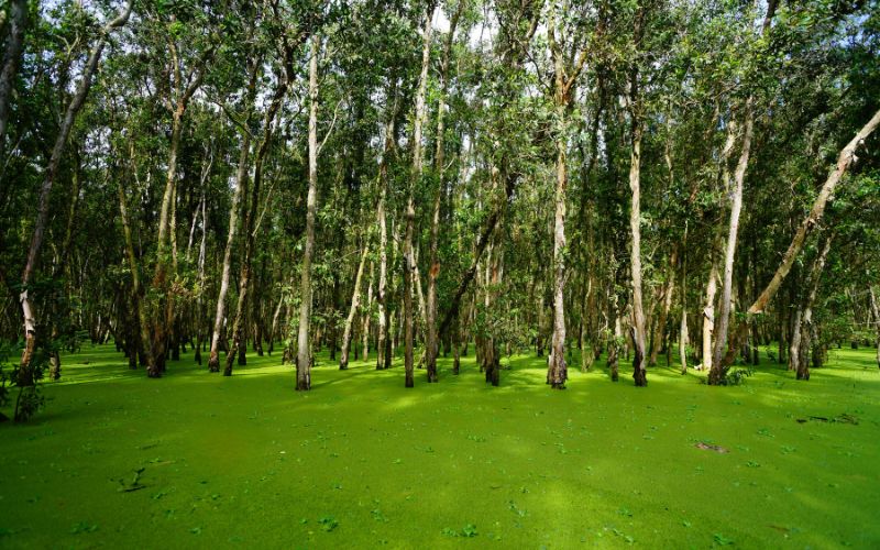 For&ecirc;t de Tra Su