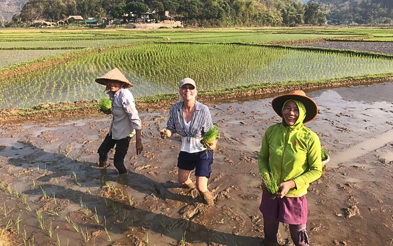 Culture du riz à Mai Chau