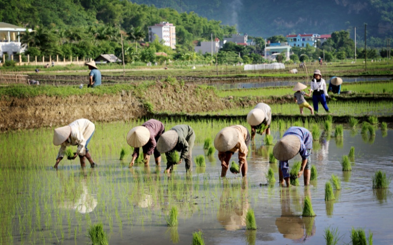 Culture du riz Mai Chau