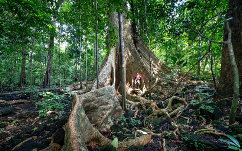Que faire et que voir dans le parc national de Cat Tien, au sud du Vietnam ?