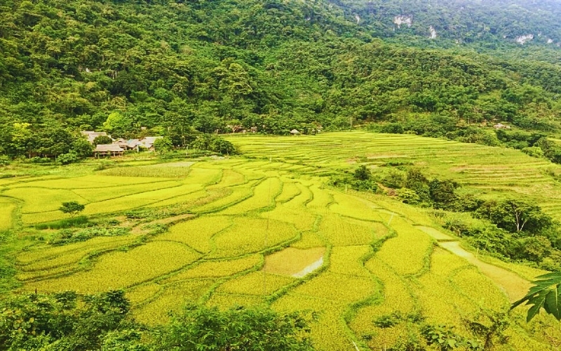 Rizière en terrasse à Pu Luong