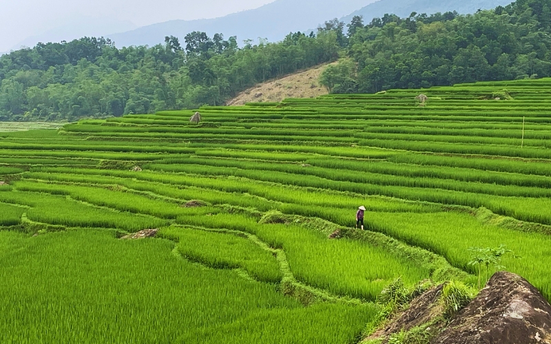 Rizière en terrasse Pu Luong