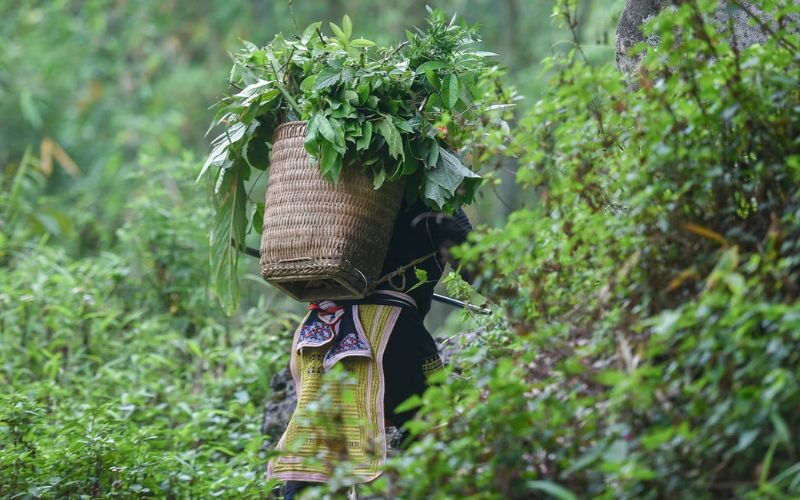 Bain aux herbes Dao Rouge Sapa