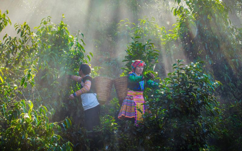 hmong