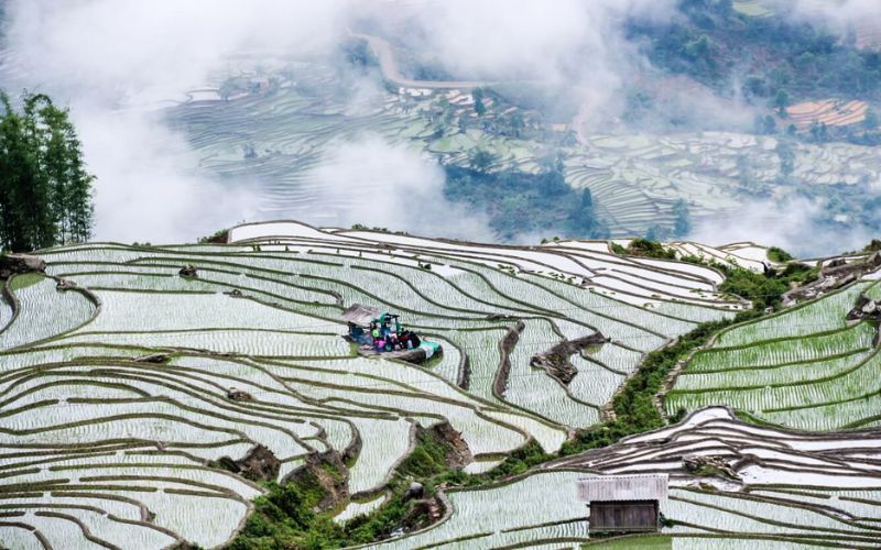 Rizi&egrave;res en terrasses de Sapa