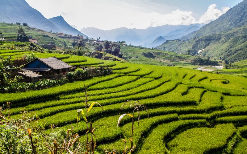 Rizi&egrave;res en terrasses de Sapa