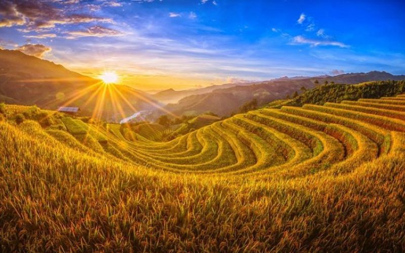 Rizi&egrave;res en terrasses de Sapa