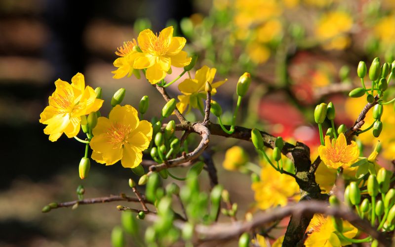 T&ecirc;t du Vietnam 