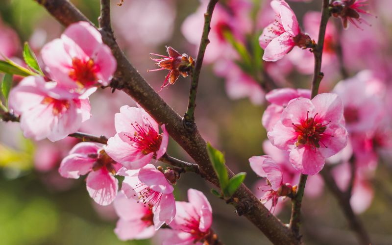 T&ecirc;t du Vietnam 