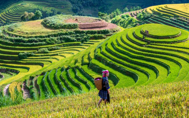 Top 7 des spécialités culinaires de Mu Cang Chai à ne pas manquer