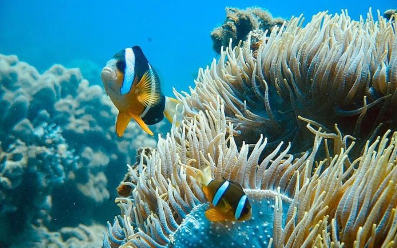 La grande diversit&eacute; de poissons tropicaux