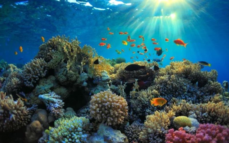 Les r&eacute;cifs corallines aux formes et couleurs vari&eacute;es