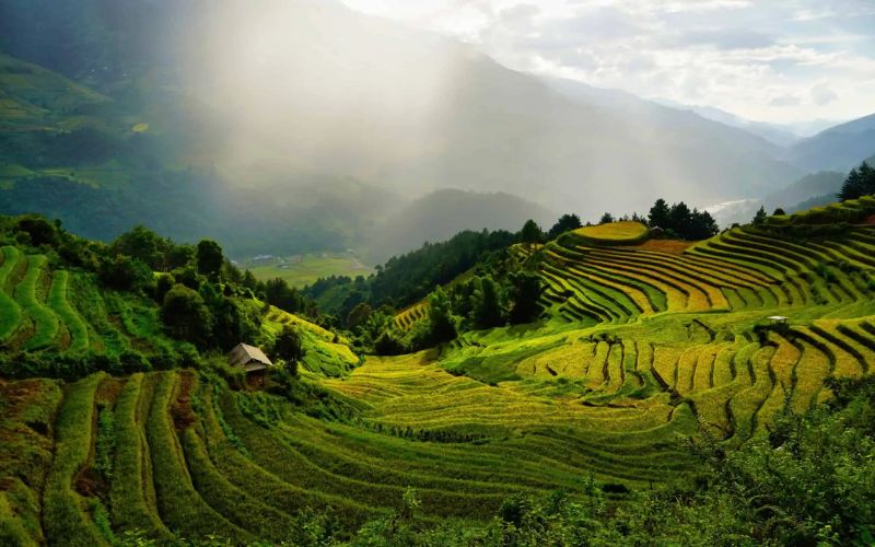 sapa