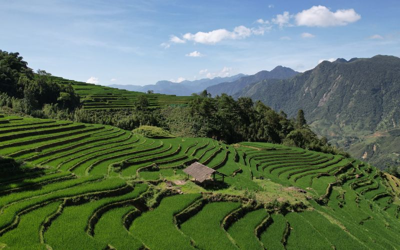 sapa