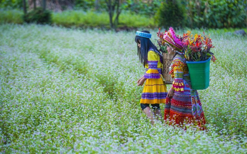 Fleurs de sarrasin 
