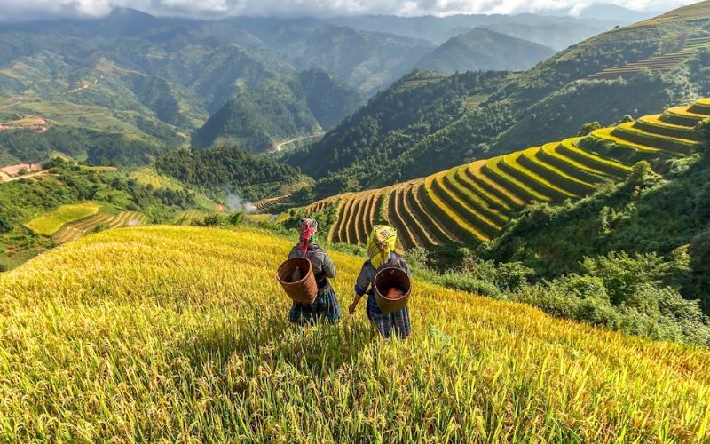 Rizi&egrave;res dor&eacute;es de Sapa