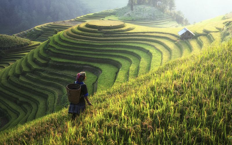 Sapa