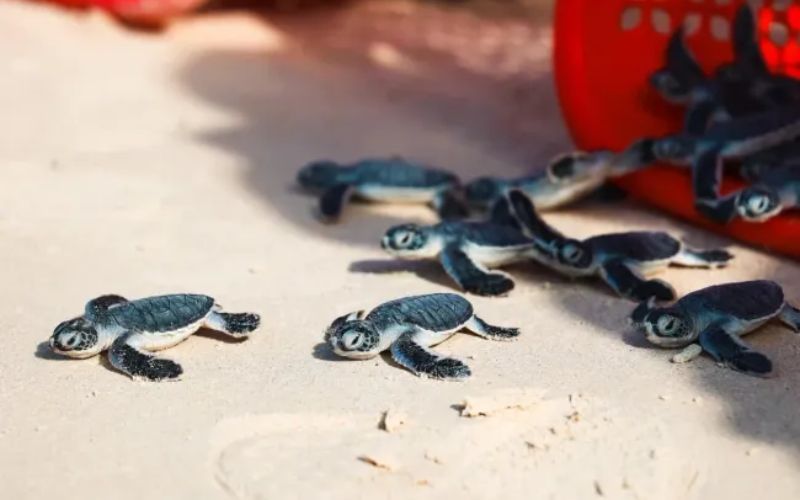 Observer les tortues &agrave; Con Dao