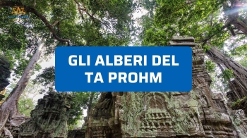 Gli alberi del Ta Prohm: tra rovine antiche e radici giganti