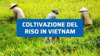 Coltivazione del riso in Vietnam: dalla semina al raccolto