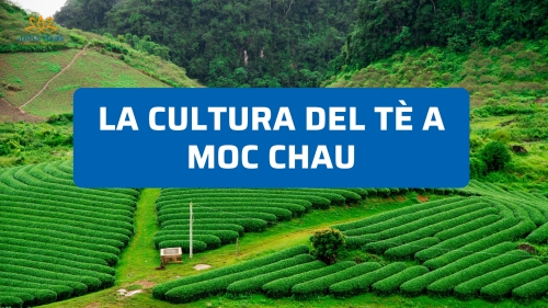 La cultura del tè a Moc Chau: tra tradizione, colline verdi e vita locale