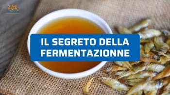 Il Segreto della Fermentazione: Viaggio nel Mondo dei 