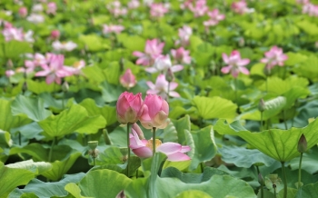 Cosa fare a Ninh Binh: 13 luoghi imperdibili