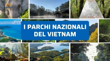 Parchi Nazionali del Vietnam: Dove Vedere la Natura Più Selvaggia e Incontaminata