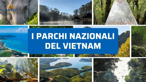 Parchi Nazionali del Vietnam: Dove Vedere la Natura Più Selvaggia e Incontaminata