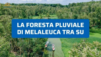 Foresta pluviale di melaleuca Tra Su: cosa aspettarsi davvero