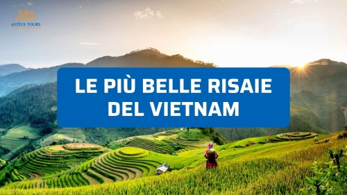Le Più Belle Risaie del Vietnam 2026: Dove e Quando Vedere lo Spettacolo Verde