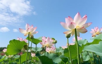 Saison des lotus à Hué : où voir les plus beaux paysages de l’été impérial ?