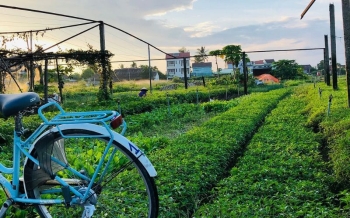 Tra Que à Hoi An : immersion dans le célèbre village de légumes