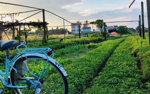 Tra Que à Hoi An : immersion dans le célèbre village de légumes