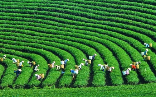 Voyage au cœur de la culture du thé à Moc Chau