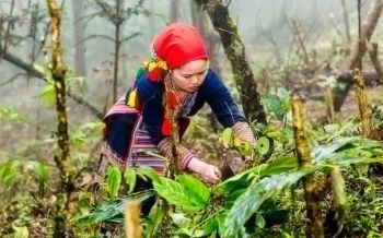 Expérience authentique à Sapa : le bain aux herbes des Dao Rouge