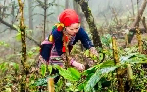 Expérience authentique à Sapa : le bain aux herbes des Dao Rouge