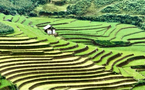 Rizières en terrasses de Sapa : meilleure période pour les découvrir