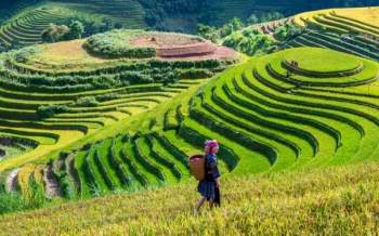 Top 7 des spécialités culinaires de Mu Cang Chai à ne pas manquer