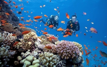 Plongée au Vietnam : les plus beaux sites pour admirer les fonds marins